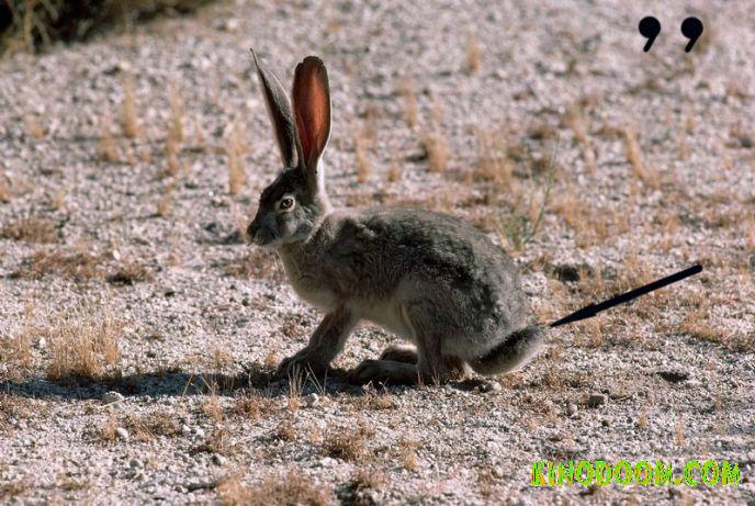 Картинка-подсказка 3